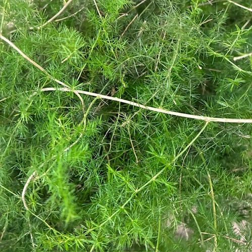 GRÖNT ASPARAGUS ACUTFOLIUS X50