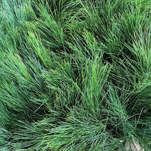 GRÖNT SILKEFUR/PINUS 70CM