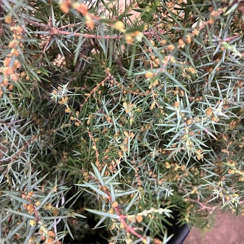 GRÖNT JUNIPERUS BUNT