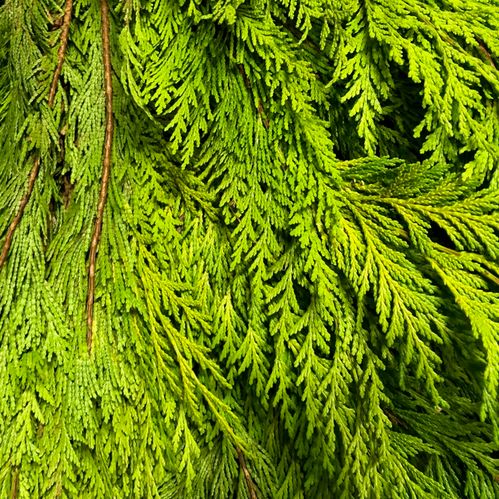 GRÖNT CYPRESS GUL 5KG