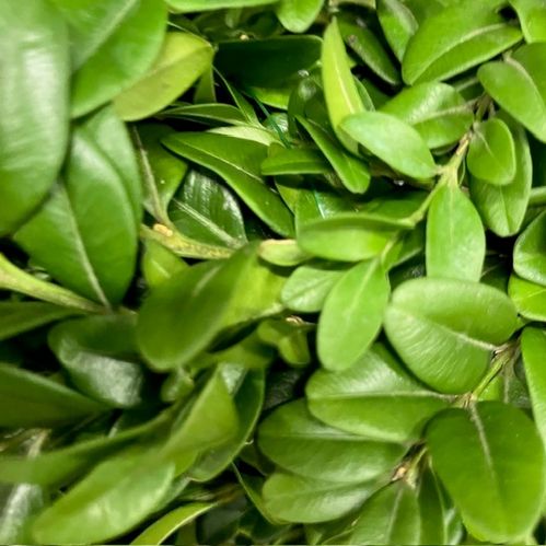 GRÖNT BUXBOM SMÅBLAD 5KG