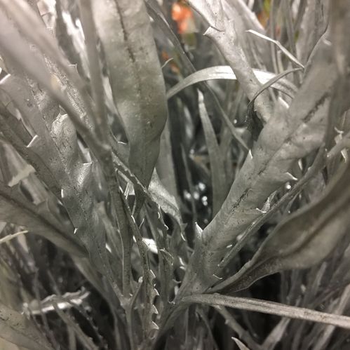 GRÖNT GREVILLEA SILVER