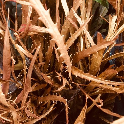 GRÖNT GREVILLEA KOPPAR