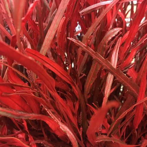 GRÖNT GREVILLEA RÖD 500GR