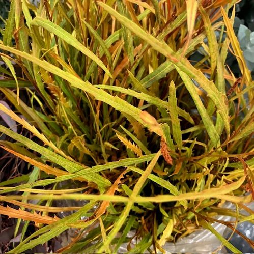 GRÖNT GREVILLEA HÖST