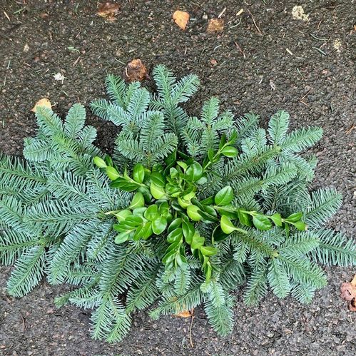 RISLIGGARE MIX NOBILIS/BUX 45 ODEK