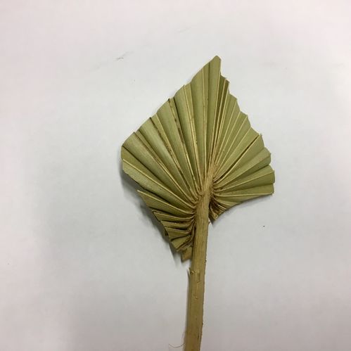 EK PALMSPEAR BLEK x60