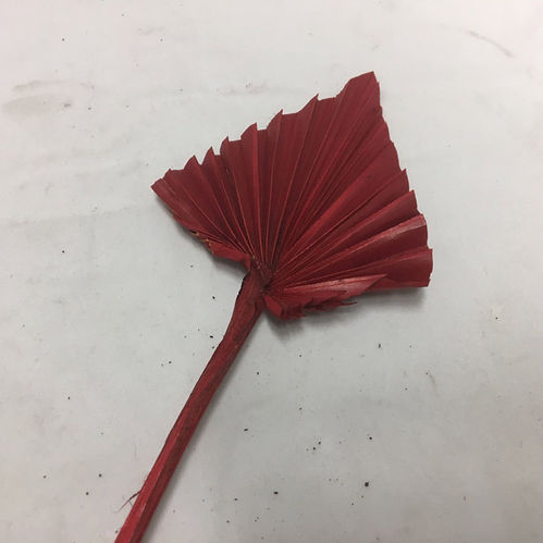 EK PALMSPEAR RED x60