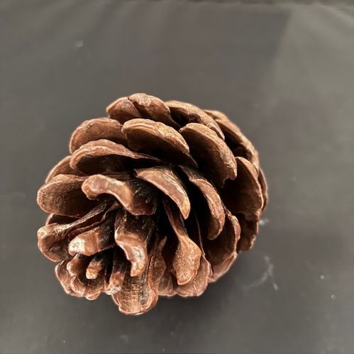 KOTTE HALAPENSIS 10KG