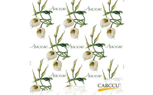 PAPPER CALLA WHITE 8KG