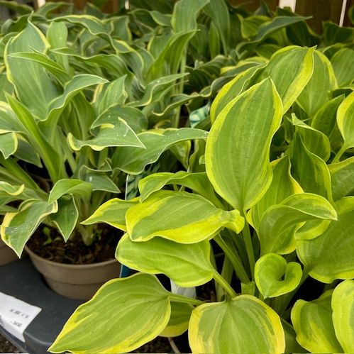 HOSTA KRUKA K:13CM x8