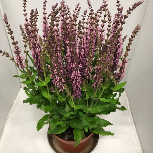 SALVIA NEMOROSA ROSA K:13CM x10