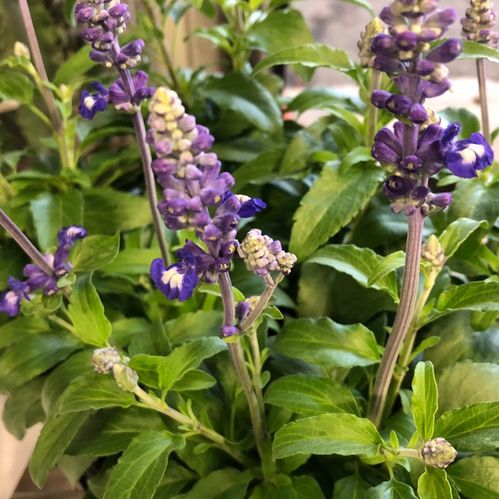 SALVIA FARINACEA BLÅ x10