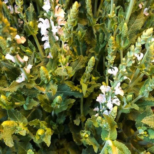 SALVIA NEMOROSA VIT x10