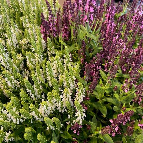 SALVIA NEMOROSA K:17CM x6