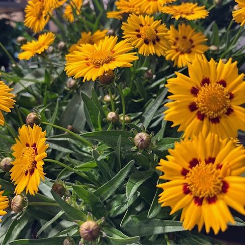 COREOPSIS ARVID/MB x10