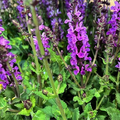 SALVIA NEMOROSA MARVEL BLÅ K:12CM x8
