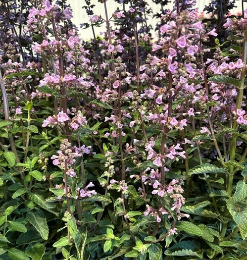 NEPETA SERENE WILD K:17CM x6