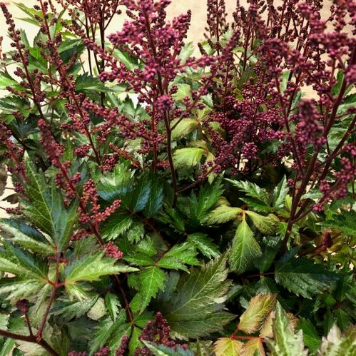 ASTILLBE K:17CM x6
