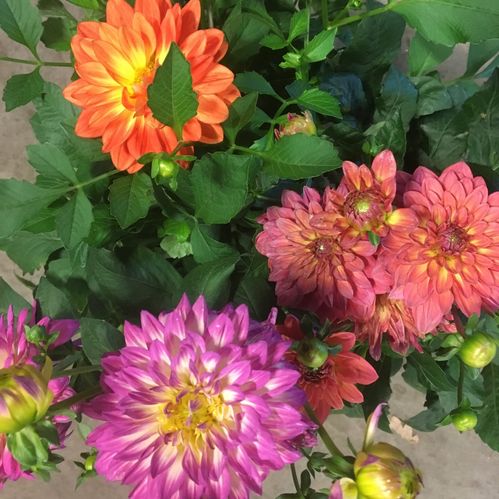 DAHLIA KRUKA K:21CM