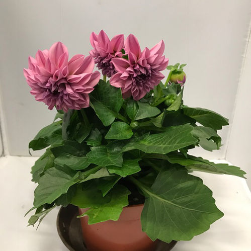 DAHLIA ROSA K:12CM x8