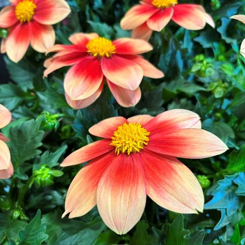 DAHLIA SUMMERBEES SALMON K:12CM x10