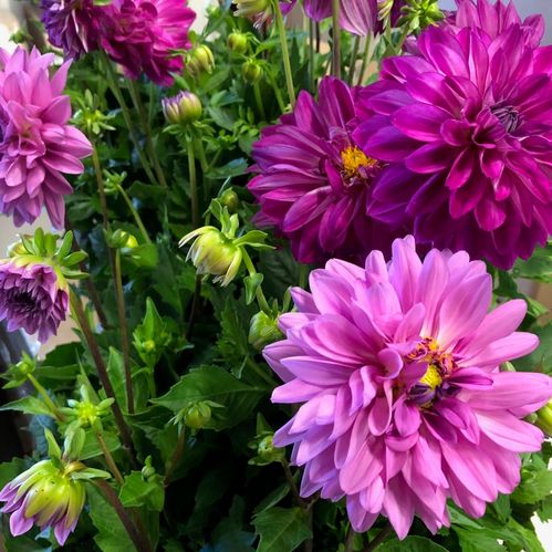 DAHLIA FRILLE MAXI K:23CM