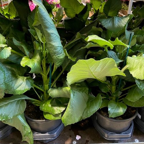 DAHLIA CAFE AU LAIT HALVFABRIKAT x6