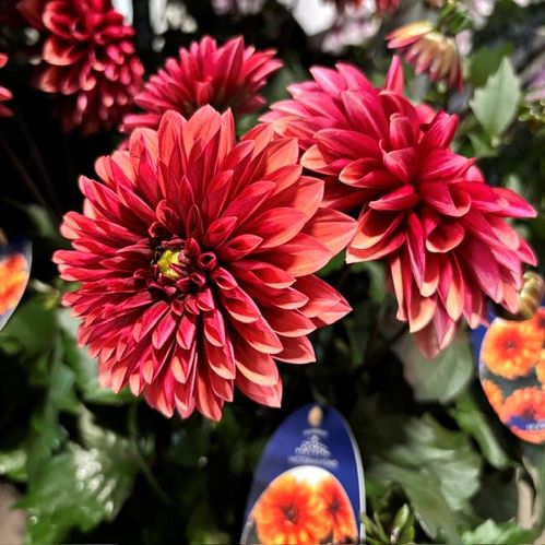 DAHLIA ÅRETS VICTORIA K:14CM x6 2026