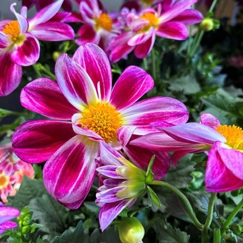 DAHLIA SUMMERBEES PURPLE K:12CM x10