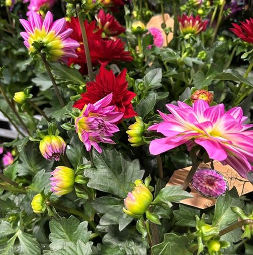 DAHLIA MIX K:15CM NL x6