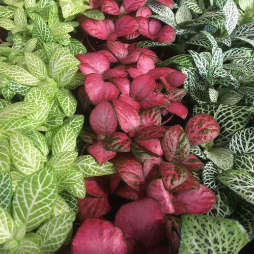 FITTONIA MIX x21