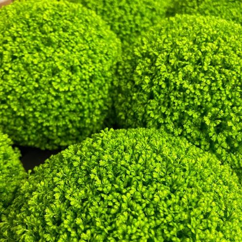 SELAGINELLA APODA K:10,5CM x8