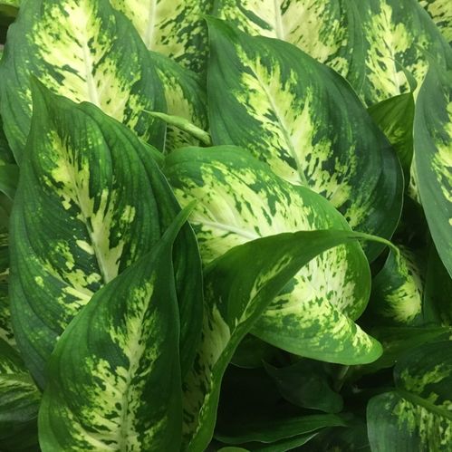 DIEFFENBACHIA K:9CM x12