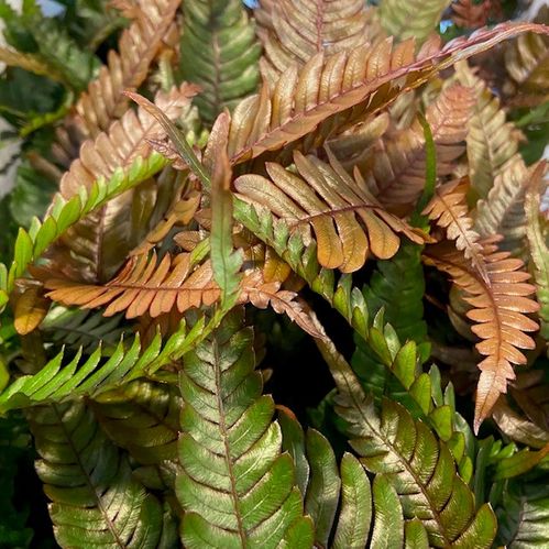 PTERIS QUADRIA/TRICOLOR K:11CM x12