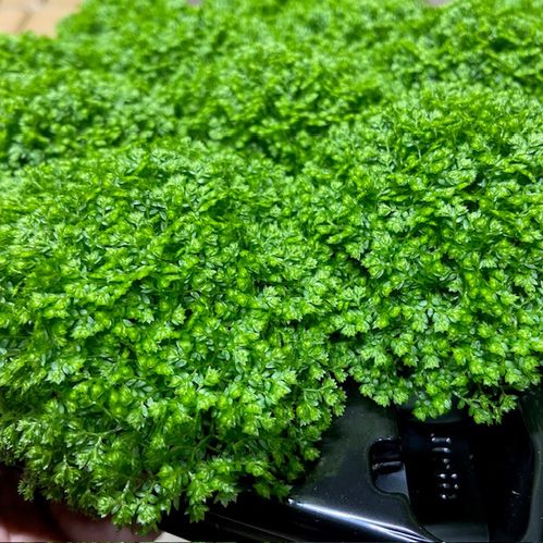 SELAGINELLA APODA MINI x12