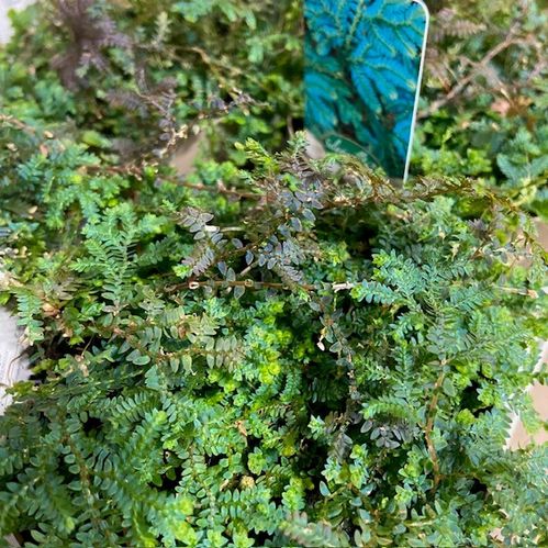 SELAGINELLA PATINA K:12CM x8