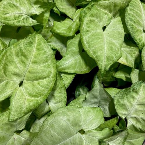 SYNGONIUM PLANT K:9CM x18