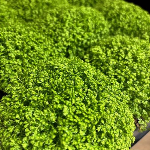 SELAGINELLA APODA K:9CM x12