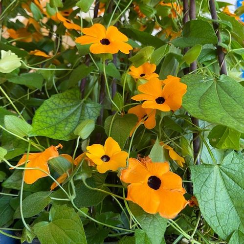 THUNBERGIA ORANGE K:19CM