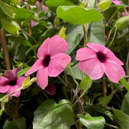 THUNBERGIA ROSA K:19CM x3