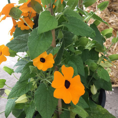 THUNBERGIA ORANGE K:13CM x8