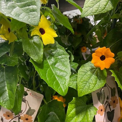 THUNBERGIA MIX K:17CM x6