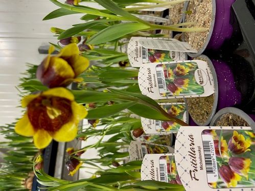 FRITILLARIA MICHAILOVSKYI K:9CM x18