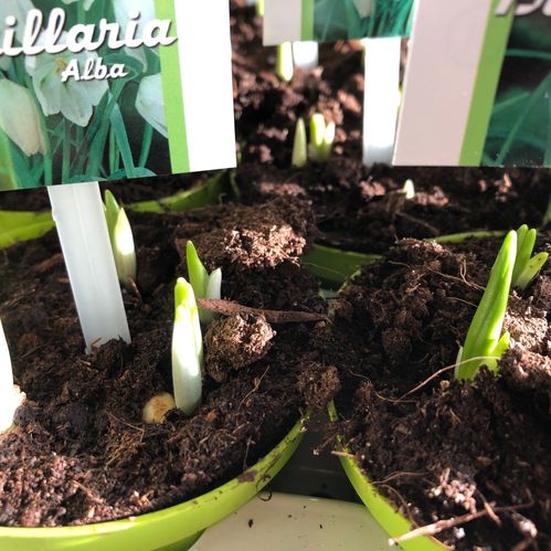 FRITILLARIA MELEAGRIS VIT K:9CM x24