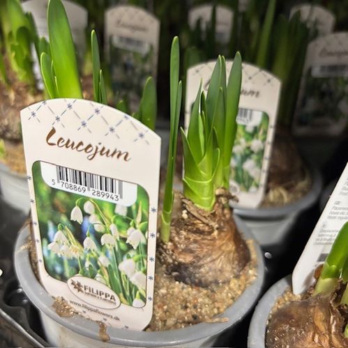 LEUCOJUM SNÖKLOCKA K:10CM x15