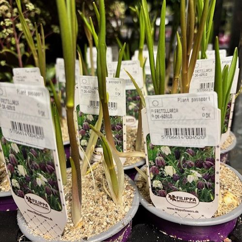 FRITILLARIA MELEAGRIS K:9CM x18