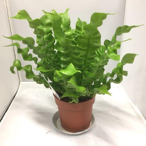 ASPLENIUM CRISPY WAVES/GIOIA x8