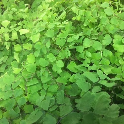 ADIANTUM FRITZ KRUKA K:12CM x6