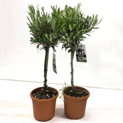 OLEA OLIVTRÄD STAM K:18CM H:70-80CM